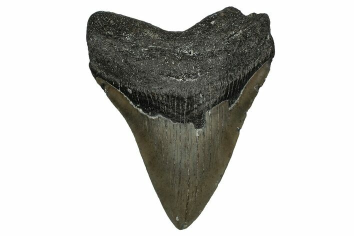Serrated, Fossil Megalodon Tooth - North Carolina #338577